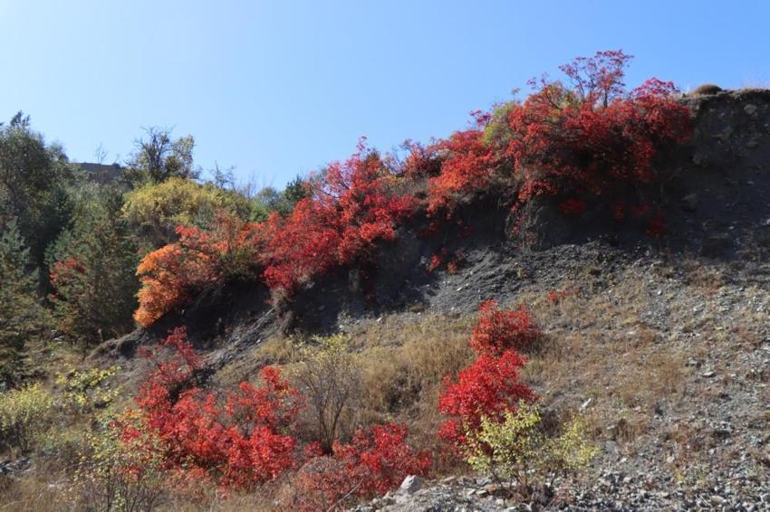 Erzurum'da köylüler gözlerine inanamadı! Bu yıl değişti, hepsi kırmızıya döndü