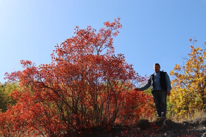 Erzurum'da köylüler gözlerine inanamadı! Bu yıl değişti, hepsi kırmızıya döndü