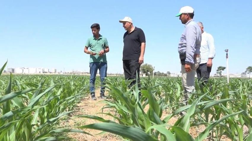 Şanlıurfa'da yeni yöntemle verim patladı! Üreticilerin cepleri dolacak, artık tarih oldu