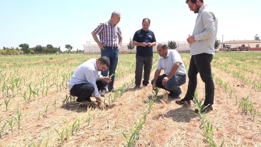 Şanlıurfa'da yeni yöntemle verim patladı! Üreticilerin cepleri dolacak, artık tarih oldu