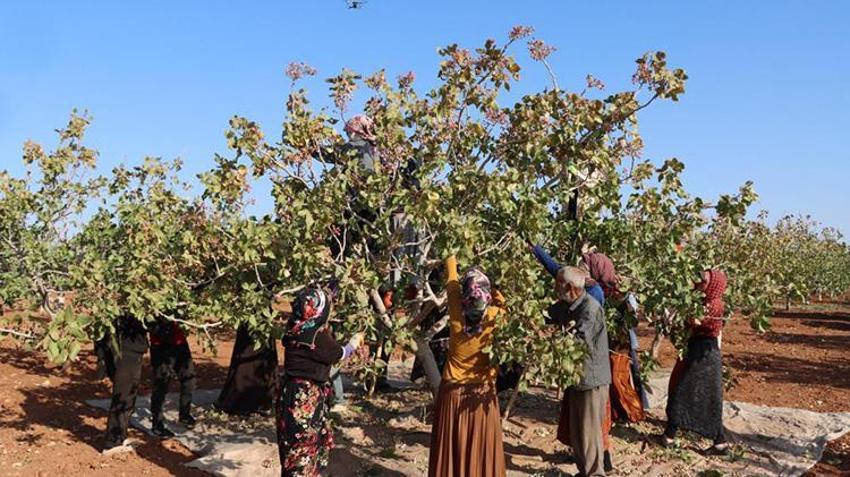 Yeşil altında korkutan rekolte düşüşü: Don ve kuraklık vurdu, fiyatlar uçuşa geçecek!