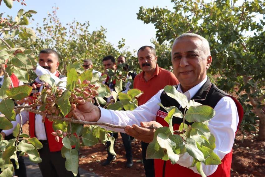 Yeşil altında korkutan rekolte düşüşü: Don ve kuraklık vurdu, fiyatlar uçuşa geçecek!