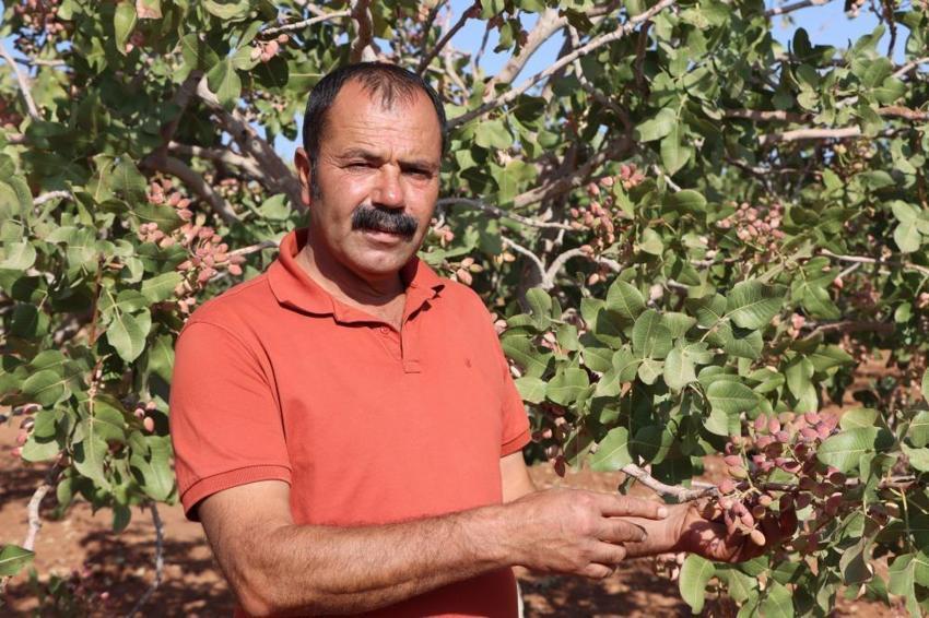 Yeşil altında korkutan rekolte düşüşü: Don ve kuraklık vurdu, fiyatlar uçuşa geçecek!