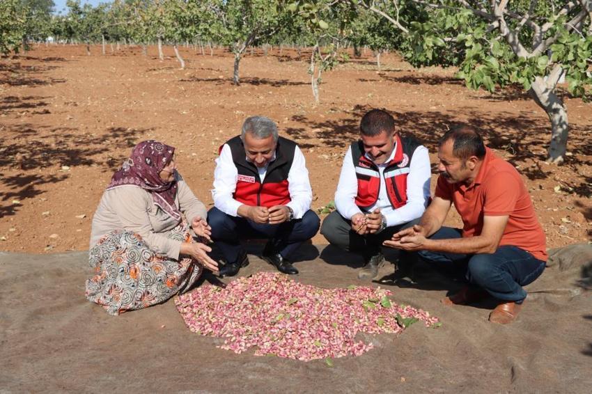 Yeşil altında korkutan rekolte düşüşü: Don ve kuraklık vurdu, fiyatlar uçuşa geçecek!