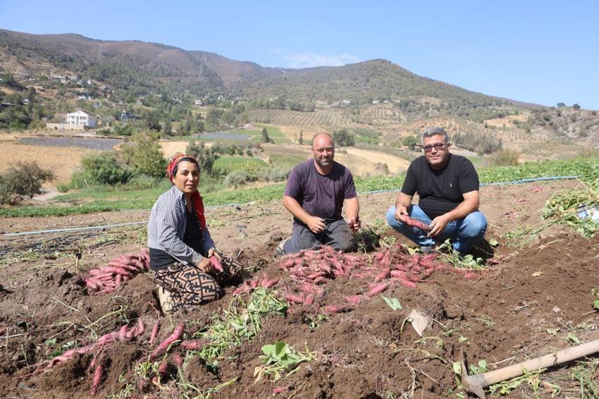 Şifa deposu olarak biliniyor! Tarladan 35 TL'ye alıcı bulan tatlı patates hasadı başladı