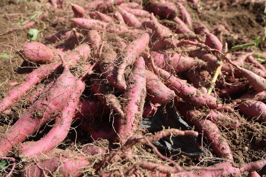 Şifa deposu olarak biliniyor! Tarladan 35 TL'ye alıcı bulan tatlı patates hasadı başladı