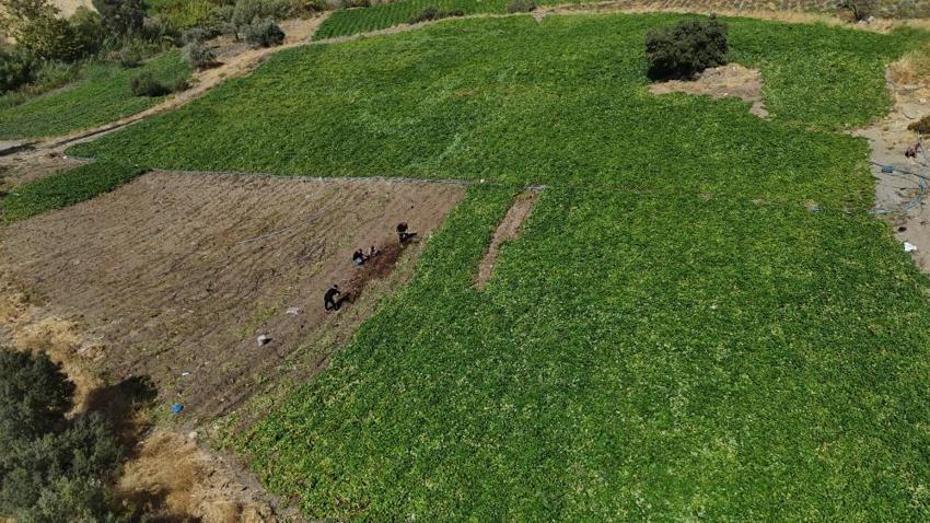 Şifa deposu olarak biliniyor! Tarladan 35 TL'ye alıcı bulan tatlı patates hasadı başladı