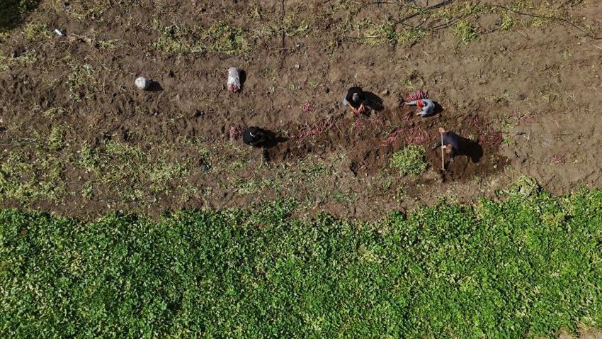 Şifa deposu olarak biliniyor! Tarladan 35 TL'ye alıcı bulan tatlı patates hasadı başladı