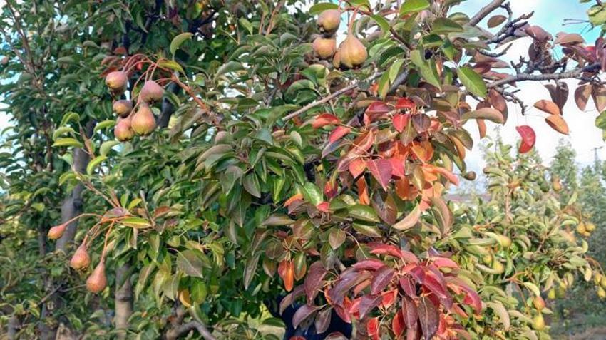 Yozgatlı çiftçiler şaştı kaldı! "Ömrümde böyle bir şeyi ilk kez görüyorum"