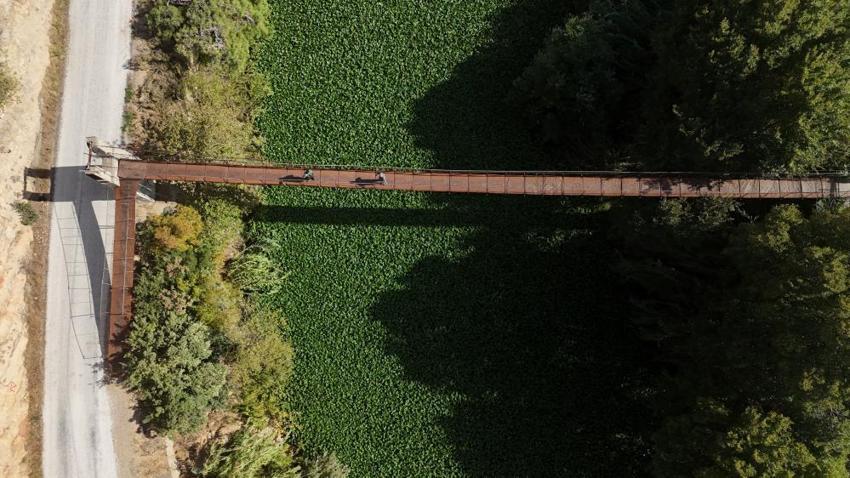 Asi Nehri'nin üzerinde bir anda görülmeye başladı: Boyu 1 metreyi buluyor, gören gözlerine inanamıyor!