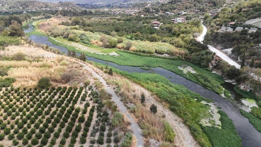Asi Nehri'nin üzerinde bir anda görülmeye başladı: Boyu 1 metreyi buluyor, gören gözlerine inanamıyor!