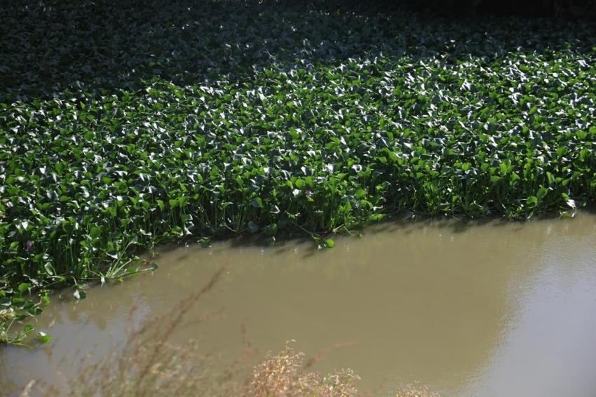 Asi Nehri'nin üzerinde bir anda görülmeye başladı: Boyu 1 metreyi buluyor, gören gözlerine inanamıyor!