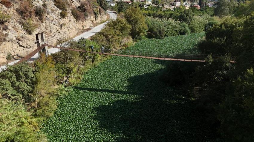 Asi Nehri'nin üzerinde bir anda görülmeye başladı: Boyu 1 metreyi buluyor, gören gözlerine inanamıyor!