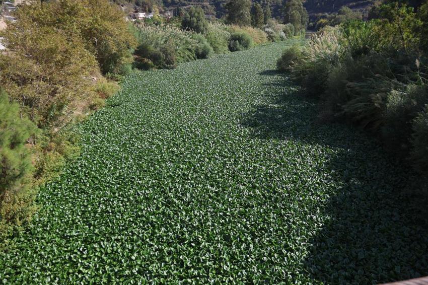 Asi Nehri'nin üzerinde bir anda görülmeye başladı: Boyu 1 metreyi buluyor, gören gözlerine inanamıyor!