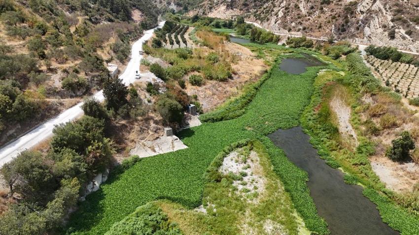 Asi Nehri'nin üzerinde bir anda görülmeye başladı: Boyu 1 metreyi buluyor, gören gözlerine inanamıyor!