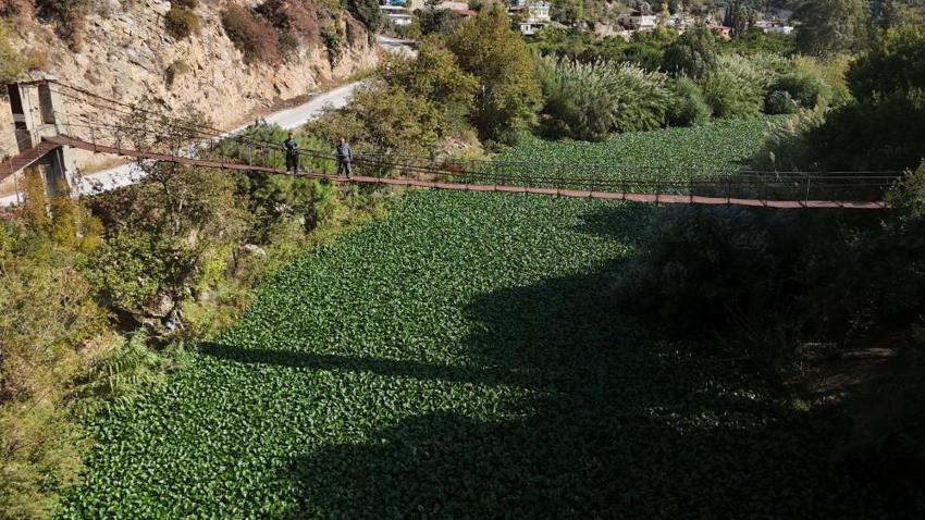 Asi Nehri'nin üzerinde bir anda görülmeye başladı: Boyu 1 metreyi buluyor, gören gözlerine inanamıyor!