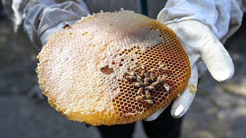 Giresunlu turistler Van'da arıcı oldu! Karakovan balı hasadına katıldılar