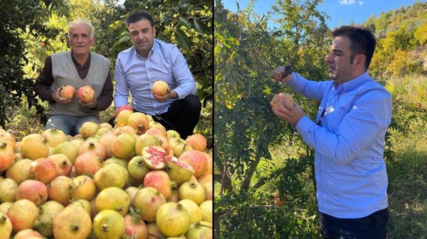 Sadece Gazipaşa'da yetişiyor! Tarlada 60 TL! Coğrafi işaretli olarak tescillendi