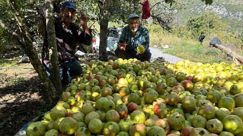 Sadece Gazipaşa'da yetişiyor! Tarlada 60 TL! Coğrafi işaretli olarak tescillendi