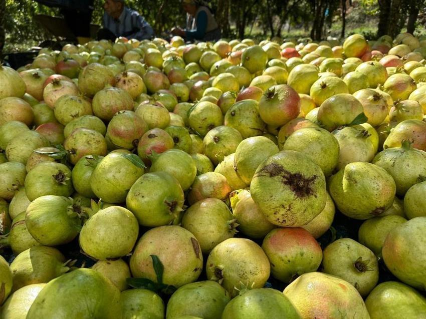 Sadece Gazipaşa'da yetişiyor! Tarlada 60 TL! Coğrafi işaretli olarak tescillendi