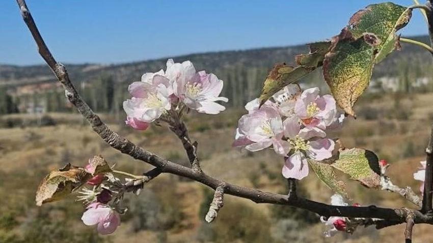 Konya'da çiftçi yağmur beklerken ağaçlar çiçek verdi! Sıcaklıklar düşmeyince ortaya bu manzara çıktı