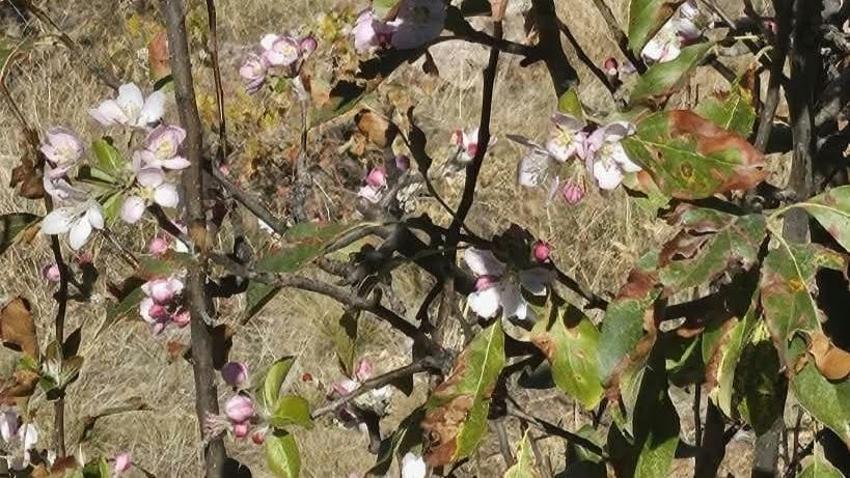 Konya'da çiftçi yağmur beklerken ağaçlar çiçek verdi! Sıcaklıklar düşmeyince ortaya bu manzara çıktı