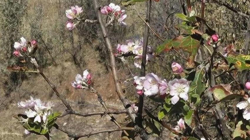 Konya'da çiftçi yağmur beklerken ağaçlar çiçek verdi! Sıcaklıklar düşmeyince ortaya bu manzara çıktı