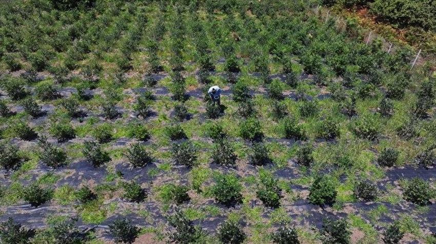 Trabzon'da dededen kalma araziyi 5 kat artırdı! Kilosu 500 TL'den satılıyor: Hasta dayısı için yaptı