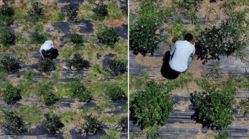 Trabzon'da dededen kalma araziyi 5 kat artırdı! Kilosu 500 TL'den satılıyor: Hasta dayısı için yaptı