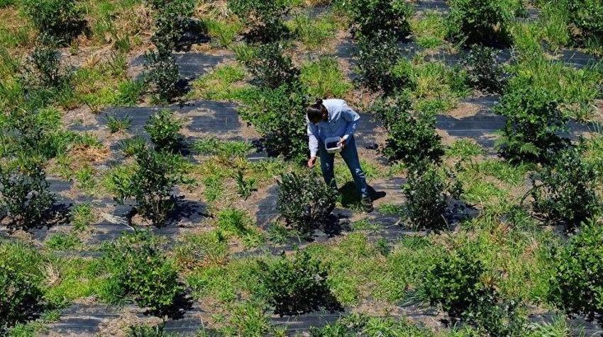 Trabzon'da dededen kalma araziyi 5 kat artırdı! Kilosu 500 TL'den satılıyor: Hasta dayısı için yaptı