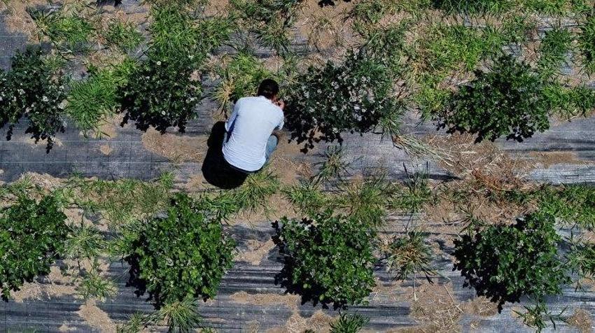 Trabzon'da dededen kalma araziyi 5 kat artırdı! Kilosu 500 TL'den satılıyor: Hasta dayısı için yaptı