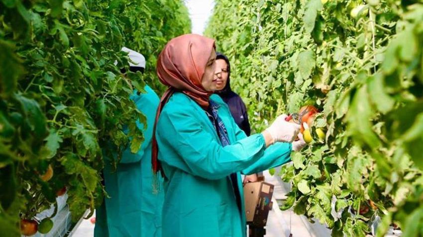 Niğde'de topraksız tarım yöntemiyle yetiştirildi! İlk ürünlerin hasadı yapıldı