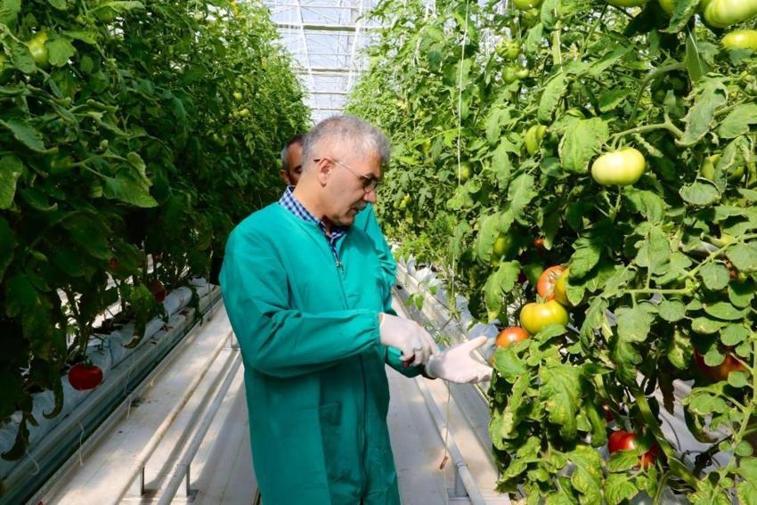 Niğde'de topraksız tarım yöntemiyle yetiştirildi! İlk ürünlerin hasadı yapıldı