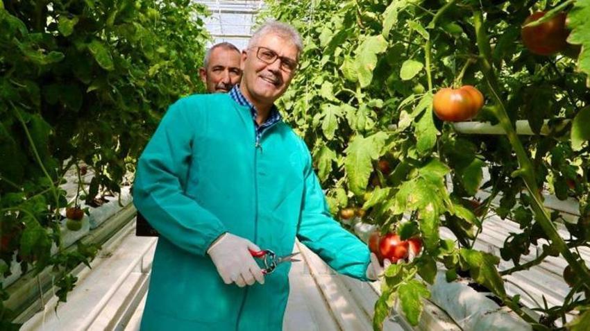Niğde'de topraksız tarım yöntemiyle yetiştirildi! İlk ürünlerin hasadı yapıldı