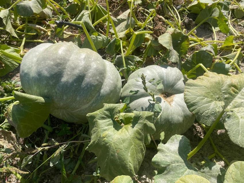 Bursa'nın kabakları göz kamaştırdı! Özel bakım yapmadı: 'Torunum kadar olmuş'