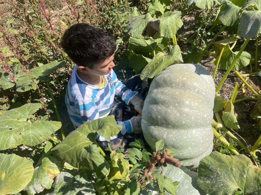 Bursa'nın kabakları göz kamaştırdı! Özel bakım yapmadı: 'Torunum kadar olmuş'