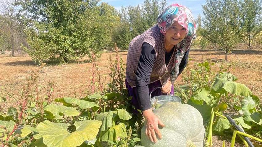 Bursa'nın kabakları göz kamaştırdı! Özel bakım yapmadı: 'Torunum kadar olmuş'