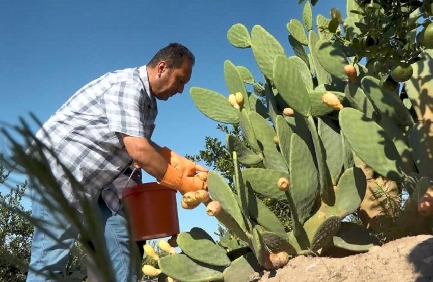 Tarladan dondurma hasat ettiler! 25 ton üretim yapıldı: Ne ilaç istiyor ne su!