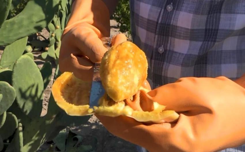 Tarladan dondurma hasat ettiler! 25 ton üretim yapıldı: Ne ilaç istiyor ne su!