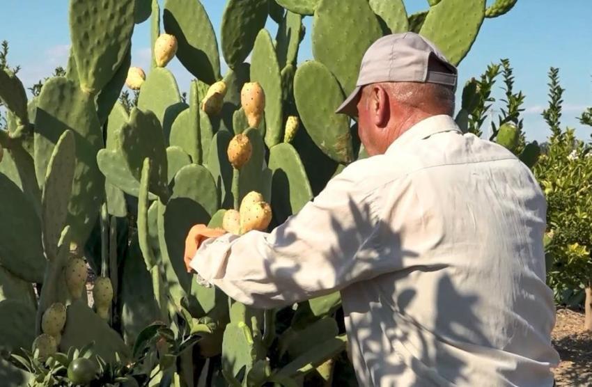Tarladan dondurma hasat ettiler! 25 ton üretim yapıldı: Ne ilaç istiyor ne su!