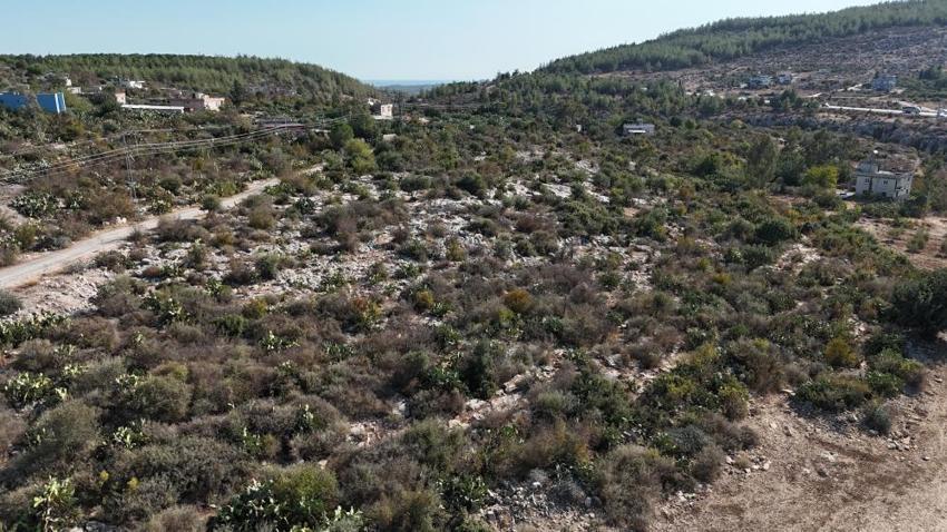 Tarladan dondurma hasat ettiler! 25 ton üretim yapıldı: Ne ilaç istiyor ne su!