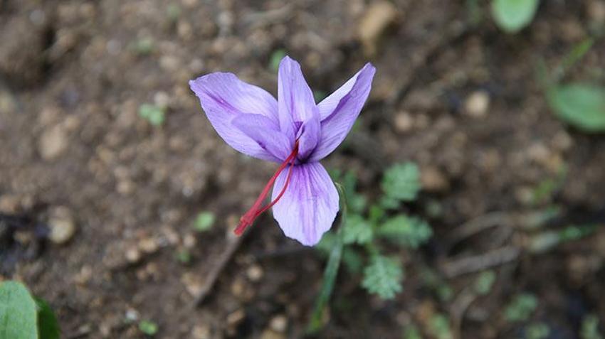 Safranbolu'da 'mor altın' hasadı başladı! Kilosu 450 bin TL'den alıcı buluyor: Mucize bitkinin görsel şöleni turist akınına uğruyor