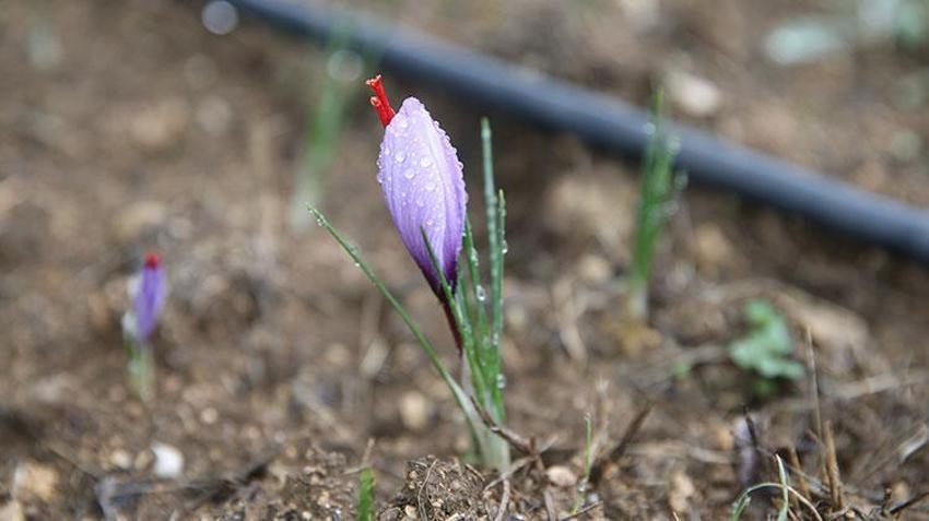 Safranbolu'da 'mor altın' hasadı başladı! Kilosu 450 bin TL'den alıcı buluyor: Mucize bitkinin görsel şöleni turist akınına uğruyor