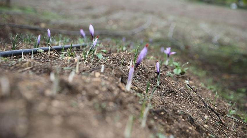 Safranbolu'da 'mor altın' hasadı başladı! Kilosu 450 bin TL'den alıcı buluyor: Mucize bitkinin görsel şöleni turist akınına uğruyor