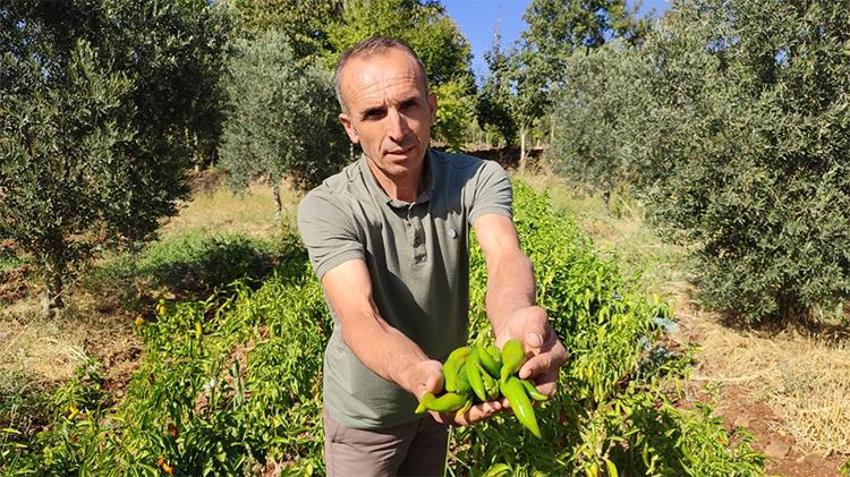 Acısı dillere destan! Beyağaç'tan Türkiye'ye yayılan lezzet