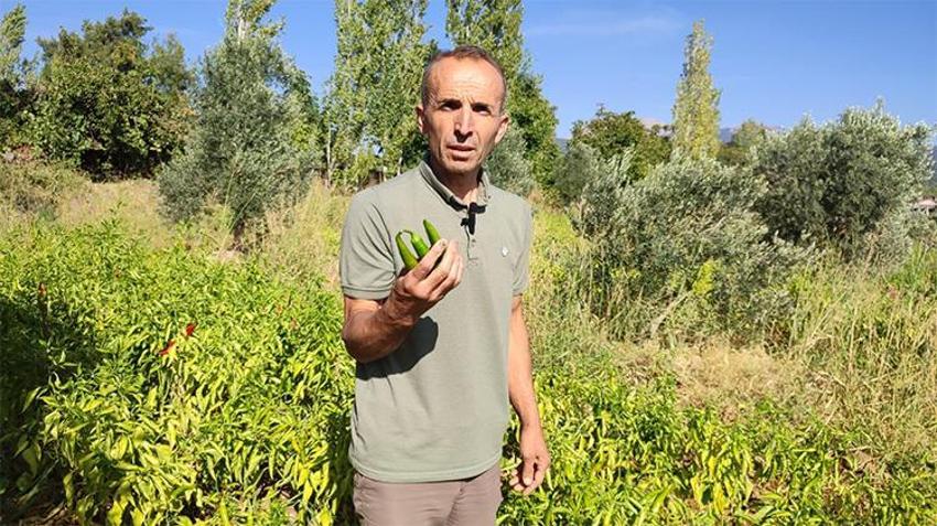 Acısı dillere destan! Beyağaç'tan Türkiye'ye yayılan lezzet