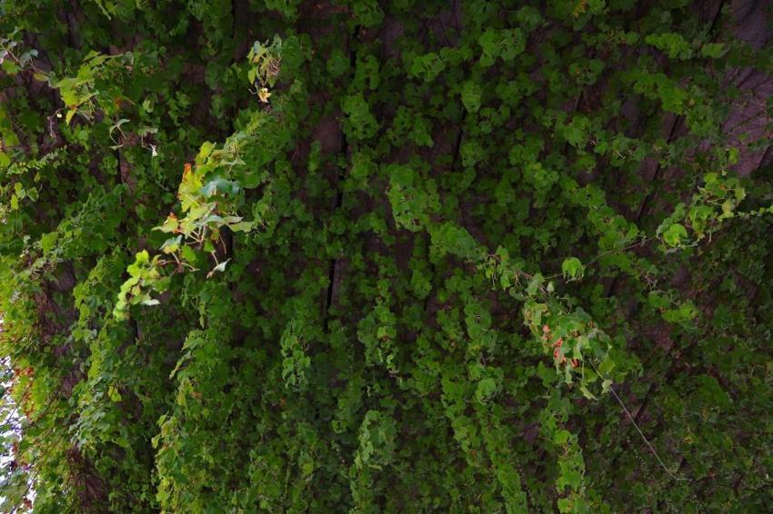 Adanalılar bu yola şaşırıyor: Zamanla sanat eserine dönüştü