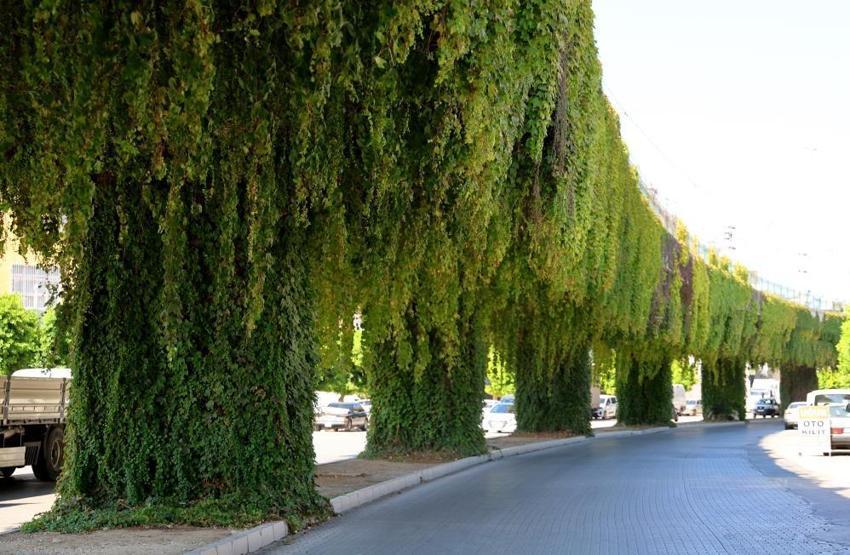 Adanalılar bu yola şaşırıyor: Zamanla sanat eserine dönüştü