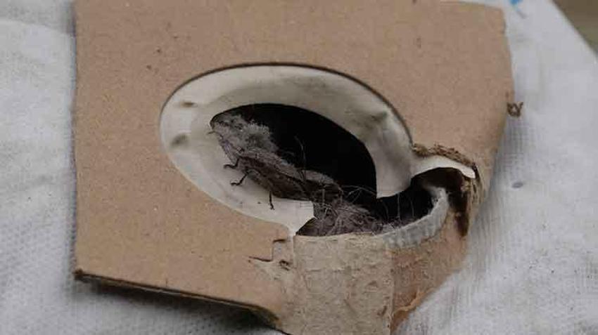 Kokarca zehirli değil ama tehlikeli! Uzmanından kritik uyarı: 'Kesinlikle el teması kurmayın!'