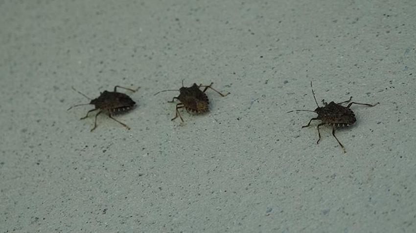 Kokarca zehirli değil ama tehlikeli! Uzmanından kritik uyarı: 'Kesinlikle el teması kurmayın!'